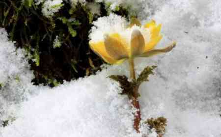 魔兽世界雪莲花，魔兽世界雪莲花会涨价吗