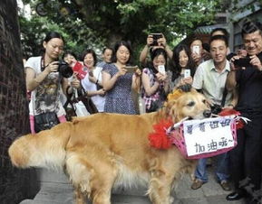 美国ZOOM人狗欢迎你：畅享智能宠物互动新乐趣